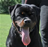 Rottweiler Puppies 9-12 mths: 0114 Doc Von Konigliche VP3
