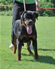 Rottweiler Puppies 9-12 mths: 0116 Doc Von Konigliche VP3