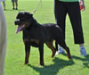 Rottweiler Puppies 9-12 mths: 0117 Doc Von Konigliche VP3