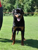 Rottweiler Puppies 9-12 mths: 0123 Vulcan Vom Drakkenfels P