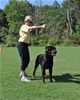 Rottweiler Puppies 9-12 mths: 0124 Turbo Vom Drakkenfels S