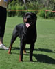 Rottweiler Puppies 9-12 mths: 0126 Turbo Vom Drakkenfels S