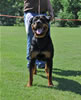 Rottweiler Puppies 9-12 mths: 0130 Foundations I Am Cane Von Jamroc VP2