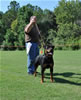 Rottweiler Puppies 9-12 mths: 0131 Foundations I Am Cane Von Jamroc VP2