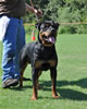 Rottweiler Puppies 9-12 mths: 0132 Foundations I Am Cane Von Jamroc VP2