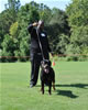 Rottweiler Puppies 9-12 mths: 0133 Foundations I Am Gongo Von Jamroc P