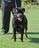 Rottweiler Puppies 9-12 mths: 0134 Foundations I Am Gongo Von Jamroc P