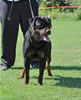 Rottweiler Puppies 9-12 mths: 0135 Foundations I Am Gongo Von Jamroc P