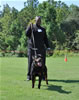 Rottweiler Puppies 9-12 mths: 0136 Foundations I Am Gongo Von Jamroc P