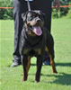 Rottweiler Puppies 9-12 mths: 0137 Foundations I Am Gongo Von Jamroc P