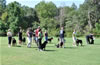 Rottweiler Puppies 9-12 mths: 0138