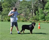 Rottweiler Champion males: 0502 Lothar Vom Drakkenfels V3