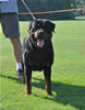Rottweiler Champion males: 0504 Lothar Vom Drakkenfels V3