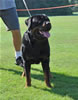 Rottweiler Champion males: 0505 Lothar Vom Drakkenfels V3