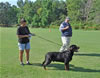 Rottweiler Champion males: 0506 Moro Timit Tor V1