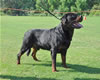 Rottweiler Champion males: 0507 Moro Timit Tor V1