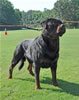 Rottweiler Champion males: 0508 Moro Timit Tor V1