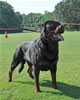 Rottweiler Champion males: 0509 Moro Timit Tor V1