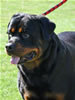 Rottweiler Champion males: 0519 Matisses Masterpiece Von Evman V2