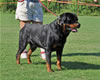 Rottweiler Champion males: 0521 Matisses Masterpiece Von Evman V2