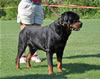 Rottweiler Champion males: 0522 Matisses Masterpiece Von Evman V2