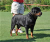 Rottweiler Champion males: 0523 Matisses Masterpiece Von Evman V2