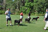 Rottweiler Champion males: 0530