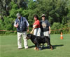 Rottweiler Champion males: 0534 Matisses Masterpiece Von Evman V2