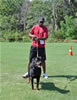 Open Males: 0606 Blaxwils Che Von Kimmey V2
