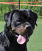 Open Males: 0607 Blaxwils Che Von Kimmey V2