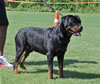 Open Males: 0609 Blaxwils Che Von Kimmey V2