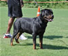 Open Males: 0610 Blaxwils Che Von Kimmey V2