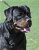 Open Males: 0611 Blaxwils Che Von Kimmey V2