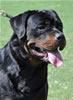 Open Males: 0612 Blaxwils Che Von Kimmey V2