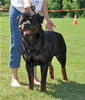 Open Males: 0618 Cammcastles Secret Agent SG3