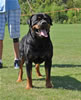 Open Males: 0623 Konigliche Bhaji Von Der Stark V1