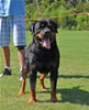 Open Males: 0624 Konigliche Bhaji Von Der Stark V1