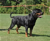 Open Males: 0625 Konigliche Bhaji Von Der Stark V1