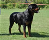 Open Males: 0646 Anros Von Evman SG4