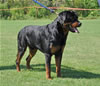 Open Males: 0647 Anros Von Evman SG4