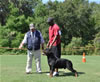 Open Males: 0649 Blaxwils Che Von Kimmey V2