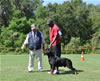 Open Males: 0650 Blaxwils Che Von Kimmey V2