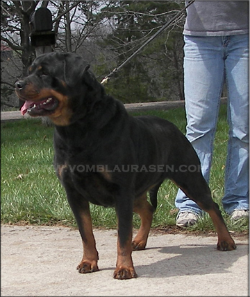Ramona von Herrschaft | Sire: Gonzzo Earl Antonius  Dam: Akira Elez Rott
