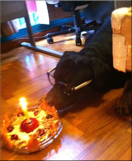 rottweilers