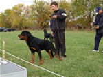 Rottweiler Puppies 9-12 month males: 0336 Zeppelin Von Landschaft V1-Best Male Puppy