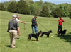 0292 Kenya Vom Schwarzen Eis VP1 National Best Female Puppy
