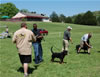 0293 Kenya Vom Schwarzen Eis VP1 National Best Female Puppy