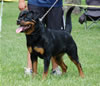 0094 Drybruckes Alysheba V1 And Natl Siegerin