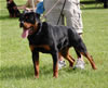 0337 Linx Von Der Rod SG4