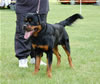 0400 Luthor Von Der Alten Welt DQ